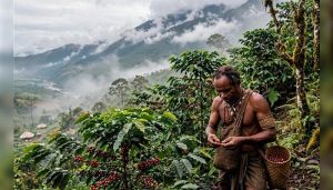 Papua Pegunungan fasilitas petani ekspor kopi ke Australia