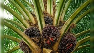 Perusahaan sawit siap penuhi regulasi Uni Eropa